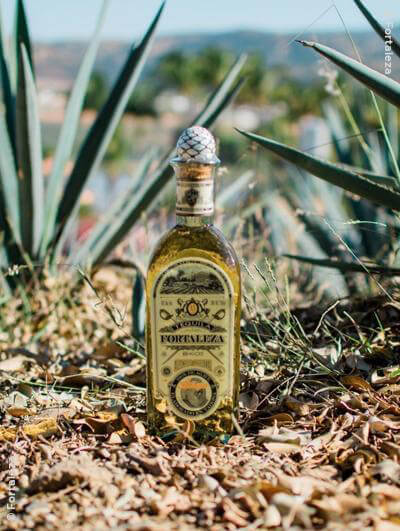 Fortaleza : Añejo