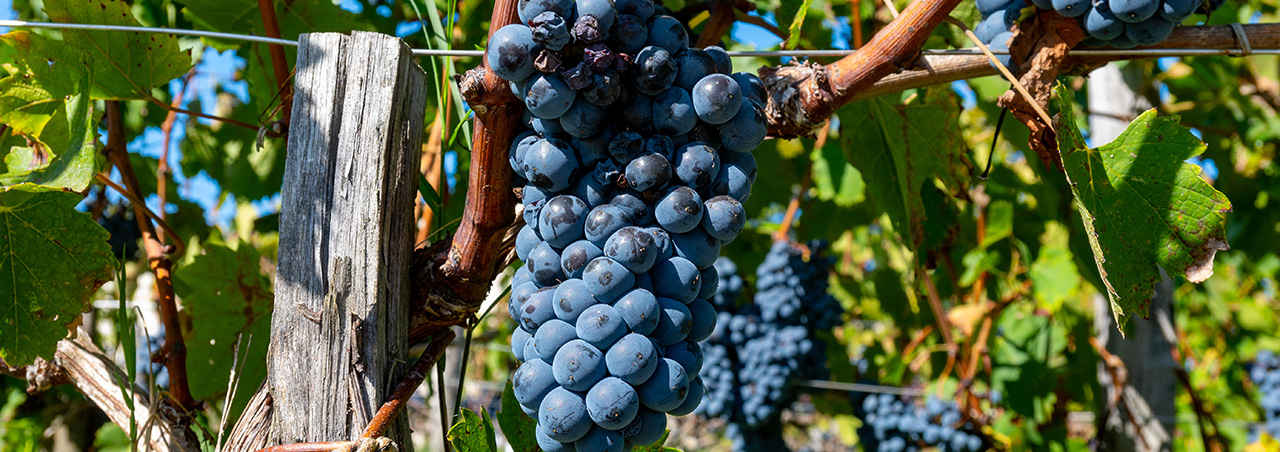 Nahaufnahme von Cabernet-Sauvignon-Reben in Pauillac am linken Bordeaux-Ufer in Frankreich