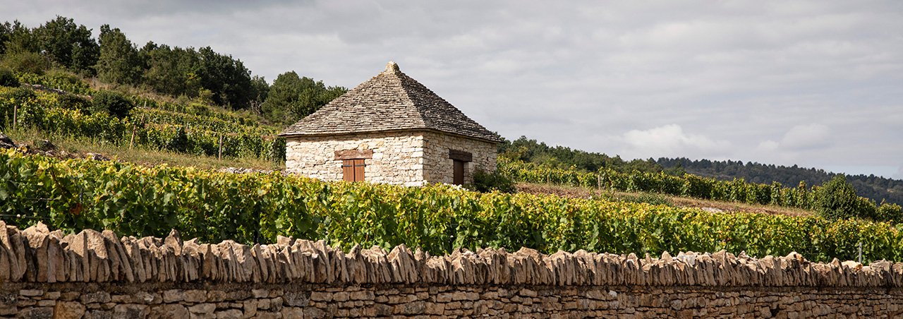 Weinreben von Chevalier Montrachet in der Burgunder Spitzenappellation Chassagne-Montrachet