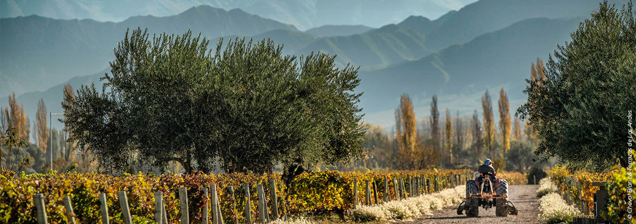 Spektakuläre Weinlandschaft in Argentinien am Fusse der Anden, Weinreben von Cheval Blanc und Terrazas de Los Andes