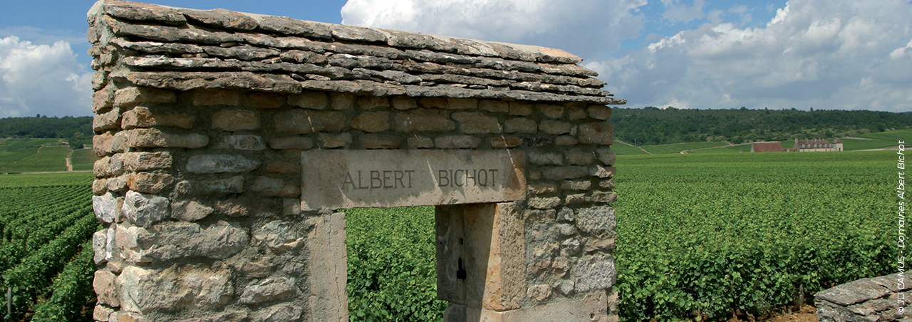 Une photographie du vignoble d'Albert Bichot, s'étendant à perte de vue.