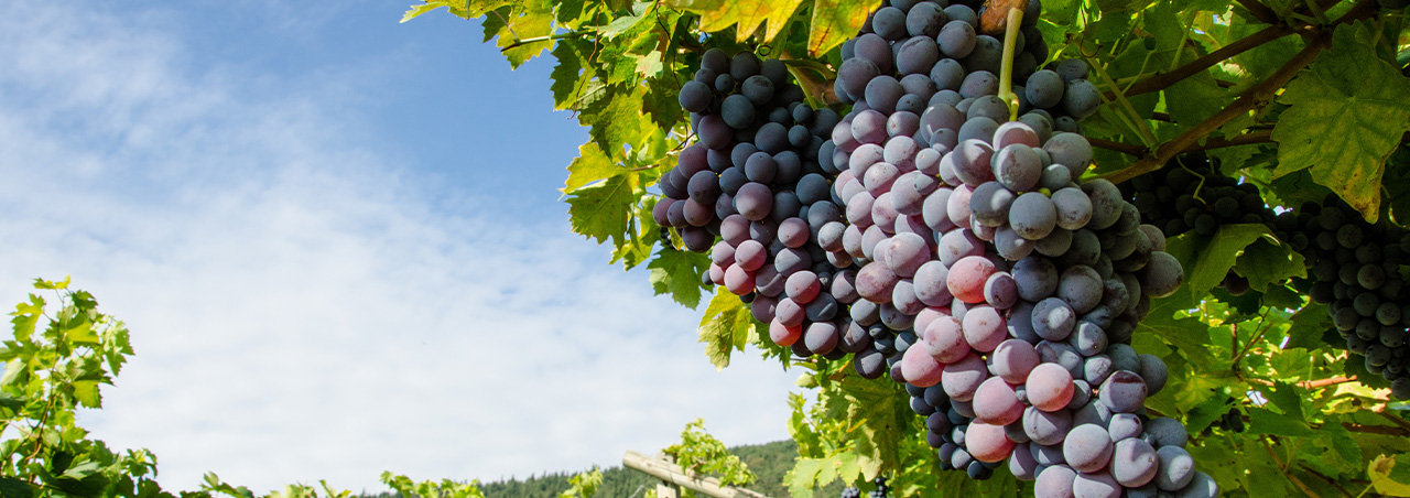 Traube mit roten Weinbeeren  im Weinbaugebiet Valpolicella, Italien 
