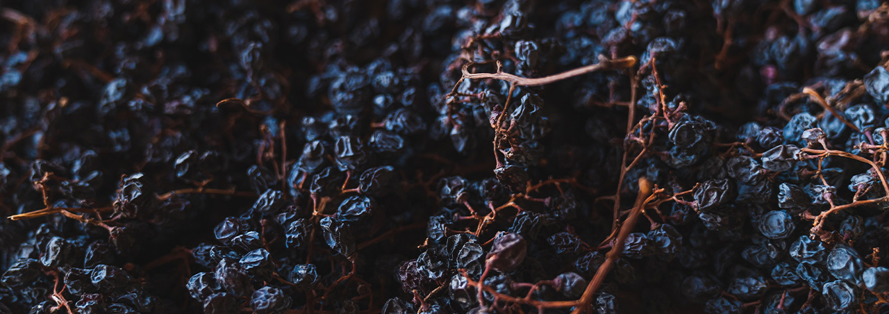 Getrocknete Weinbeeren für Appassimento-Verfahren, zur Herstellung von Amarone-Wein