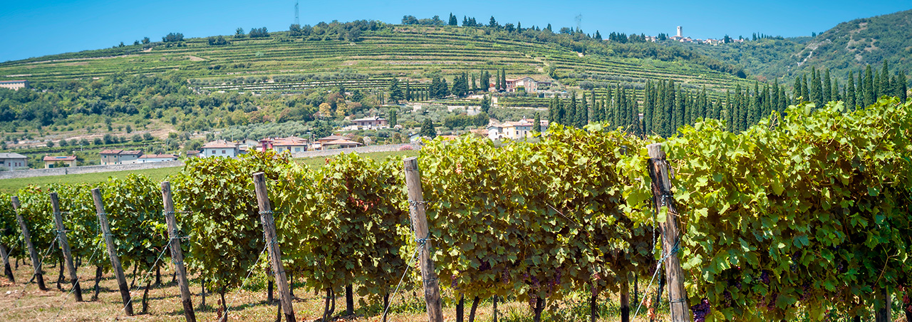 Weinreben im Valpolicella, Italien