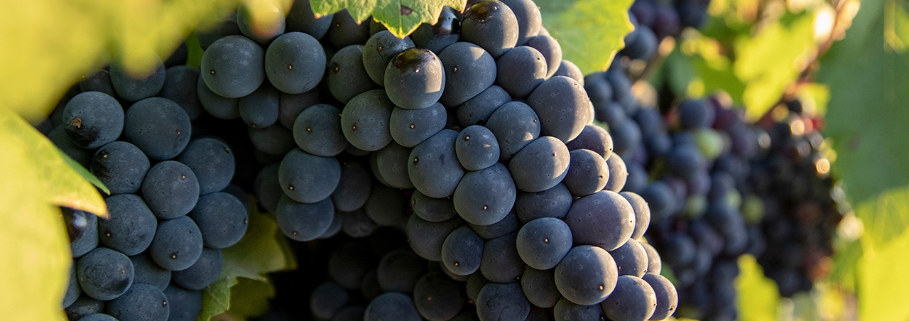 Nahaufnahme von Pinot-Noir-Trauben in der Champagne