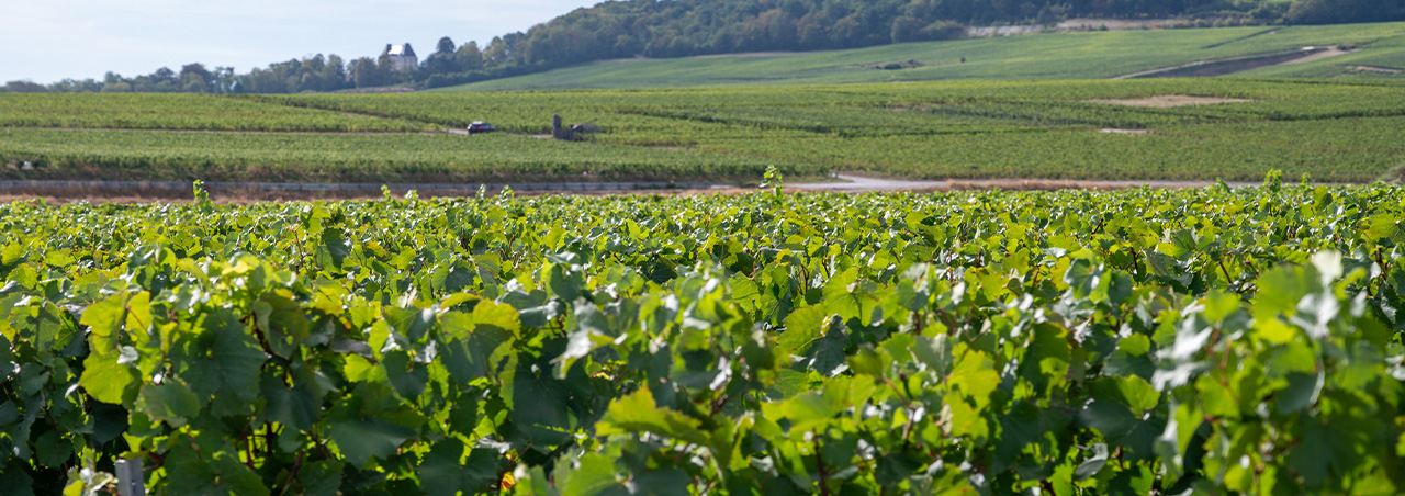 Weinberge in der Champagne, Chardonnay-Trauben in der Cote des Blancs in Frankreich