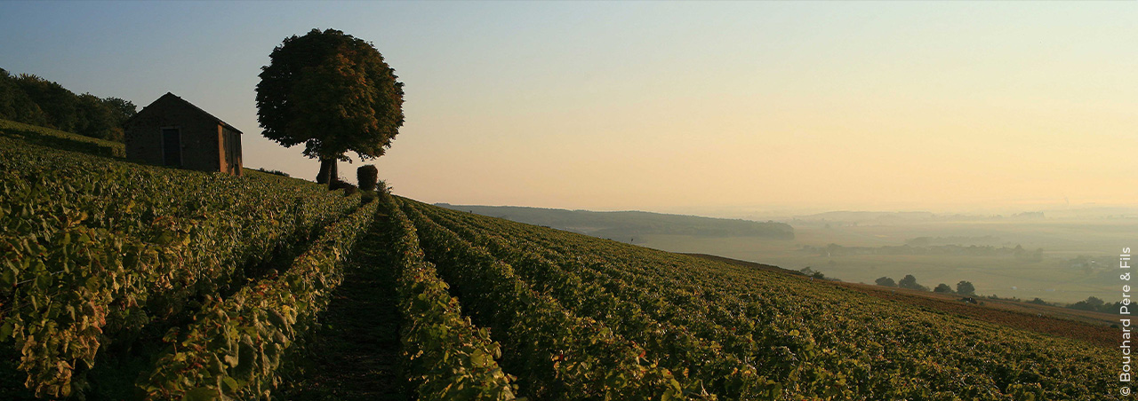 Der Terroir-Wein: Spiegelbild seiner Herkunft