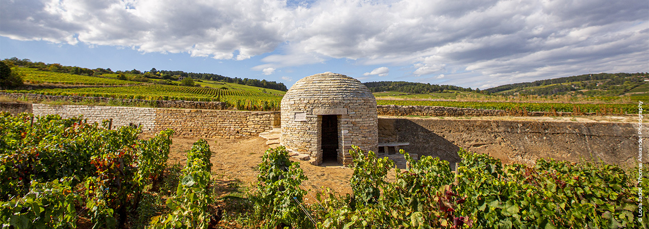 Une photographie du clos des Ursules, la parcelle de vigne emblématique de la maison Louis Jadot.