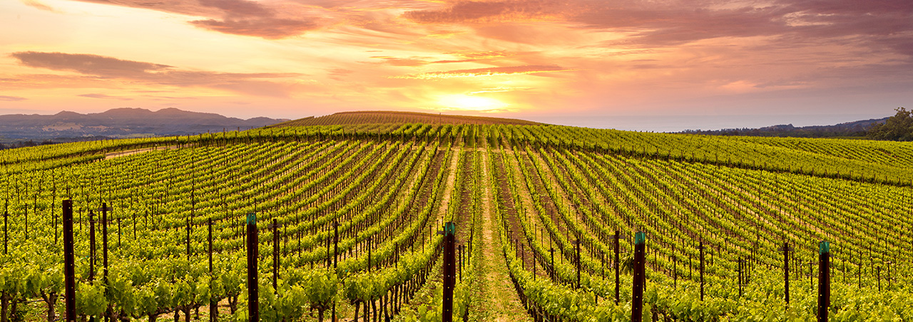Sonnenuntergang über Napa Valley Weinberge im Frühling