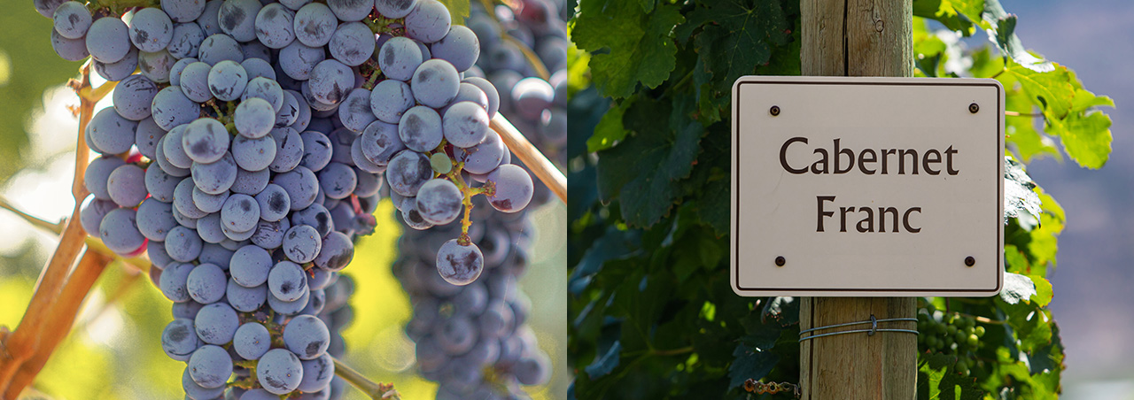 Cabernet Sauvignon vs. Cabernet Franc
