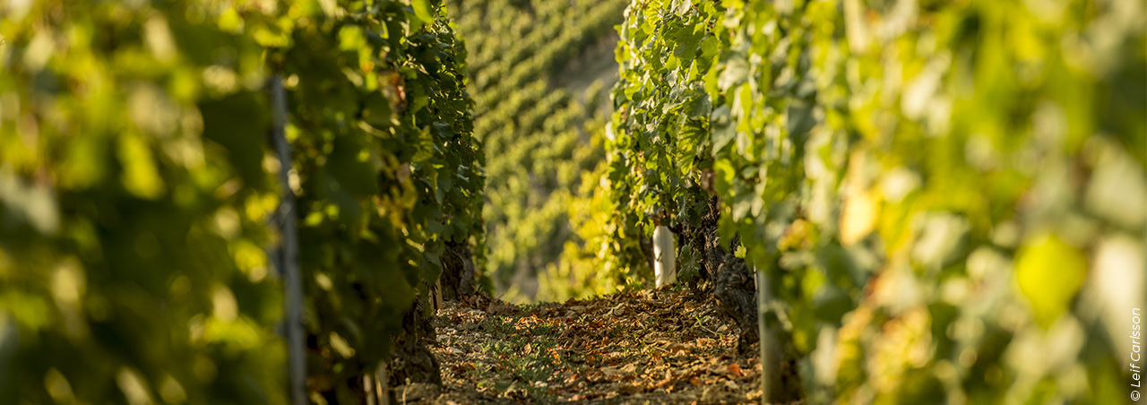 © Leif Carlsson, La Chablisienne, Nahaufnahme der Weinregion Chablis im Norden von Burgund