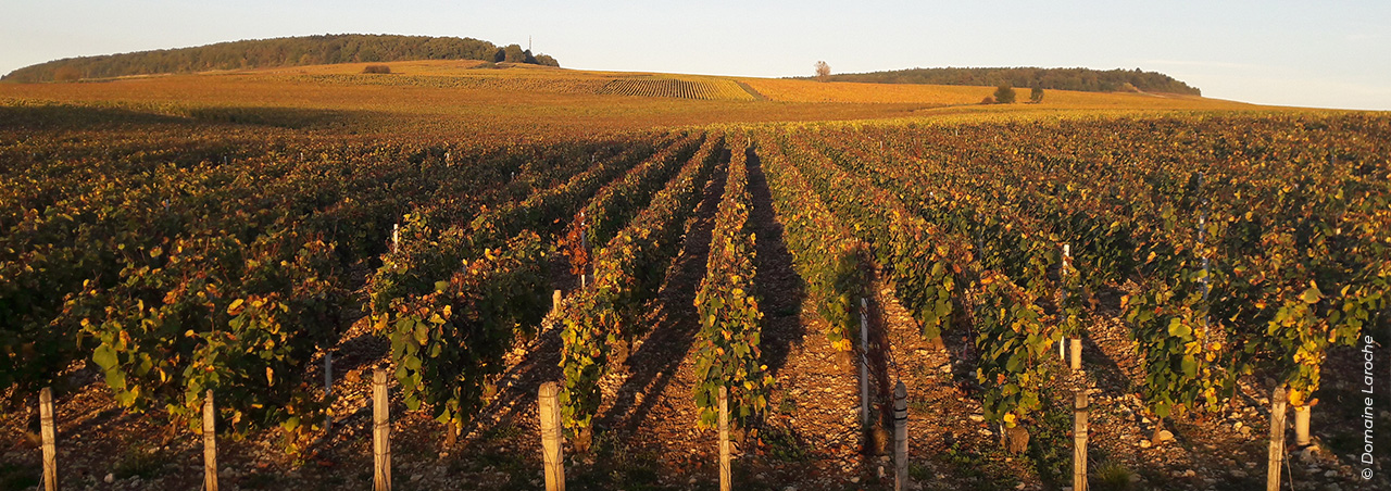Weinbaugebiet Chablis