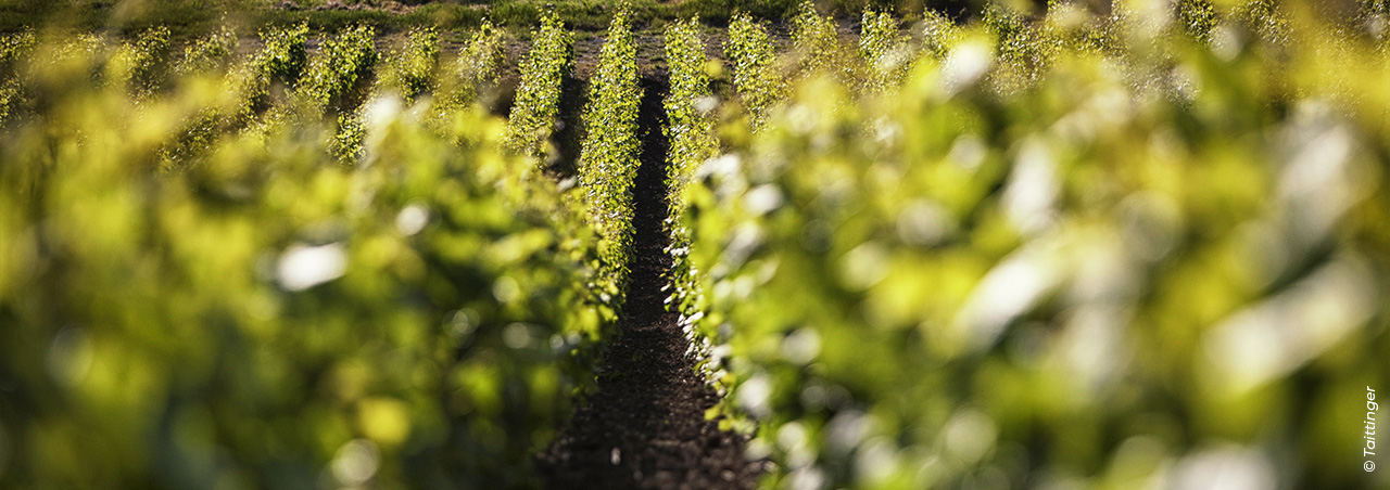 Champagne Millésime 2025: Ein Ausnahmejahrgang im Fokus