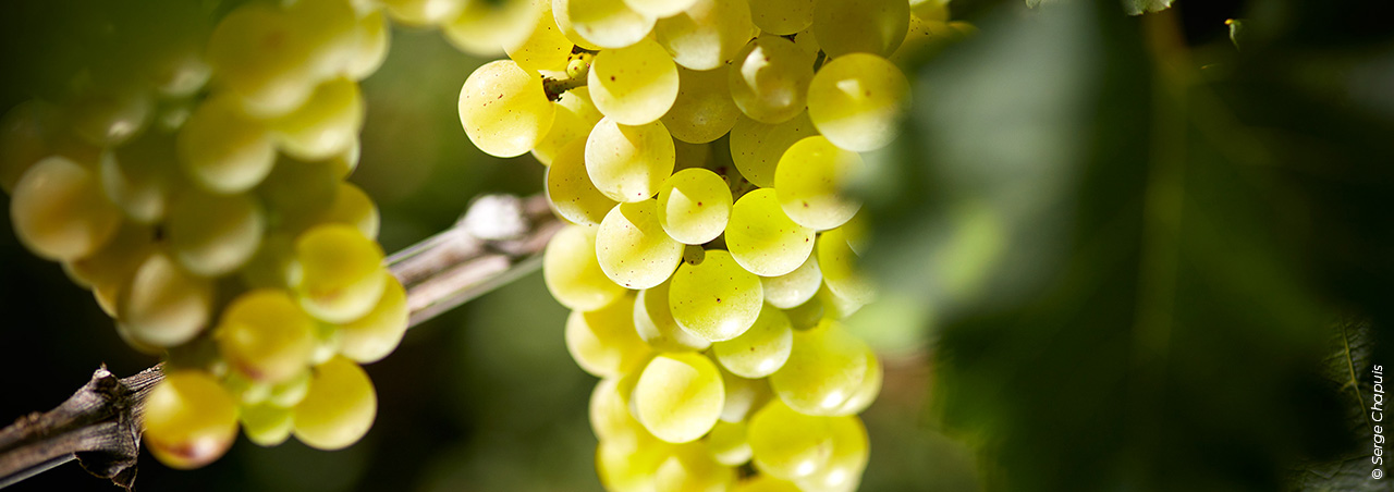 Nahaufnahme von Chardonnay-Trauben