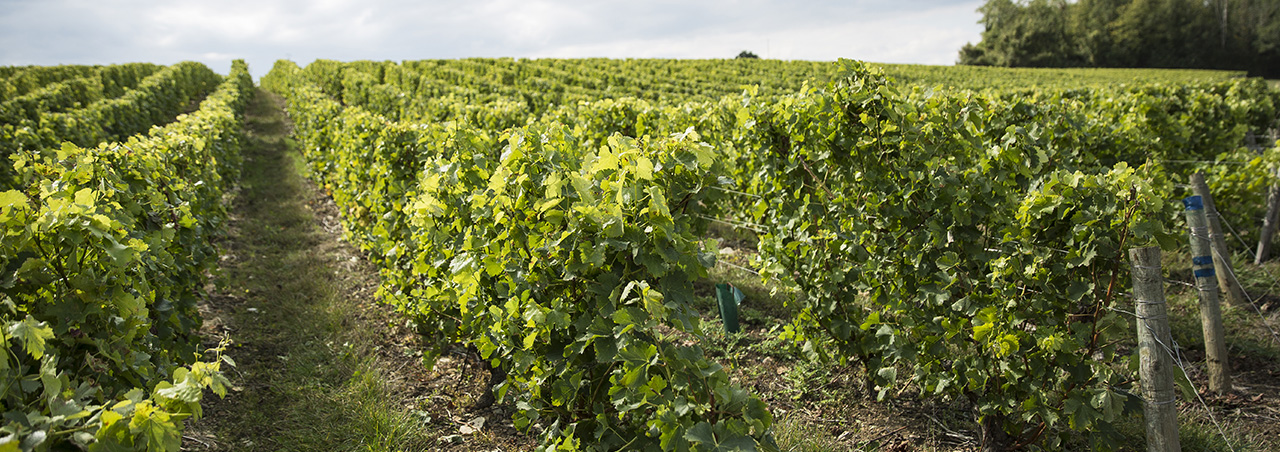 Une photographie de rangs de vignes aux allées enherbées.