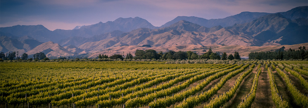 Malerischer Weinberg im neuseeländischen Marlborough