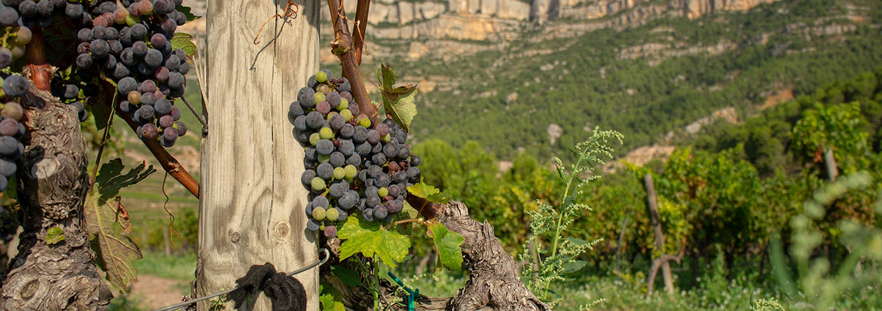 Weinberg in der katalanischen Weinregion Priorat in Spanien, im Vordergrund Nahaufnahme von Trauben