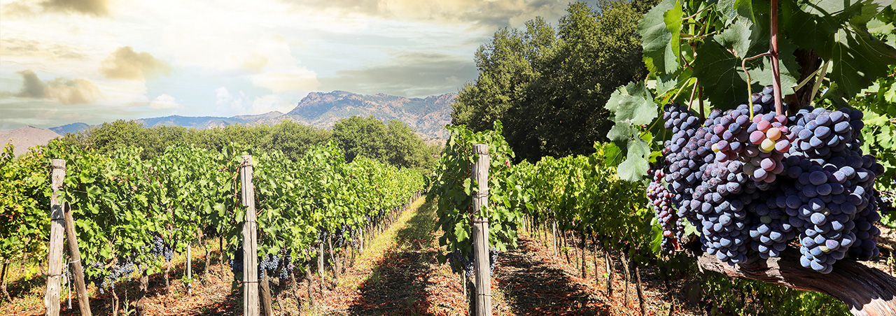 Weinberg mit Nahaufnahme von roten Trauben im Etna am Fuß des sizilianischen Vulkans Ätna