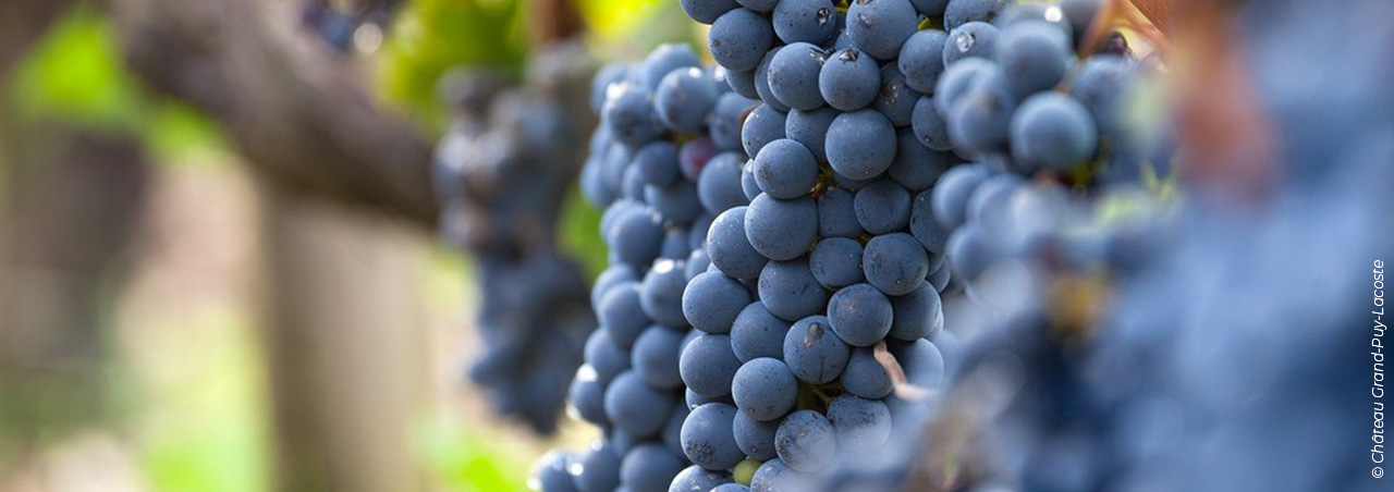 © Château Grand-Puy-Lacoste, reife Cabernet Sauvignon Trauben im Weinberg vom Weingut