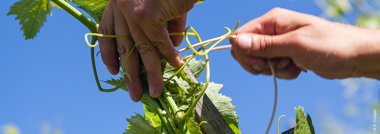 Une photographie d'une personne tenant un sarment de vigne.