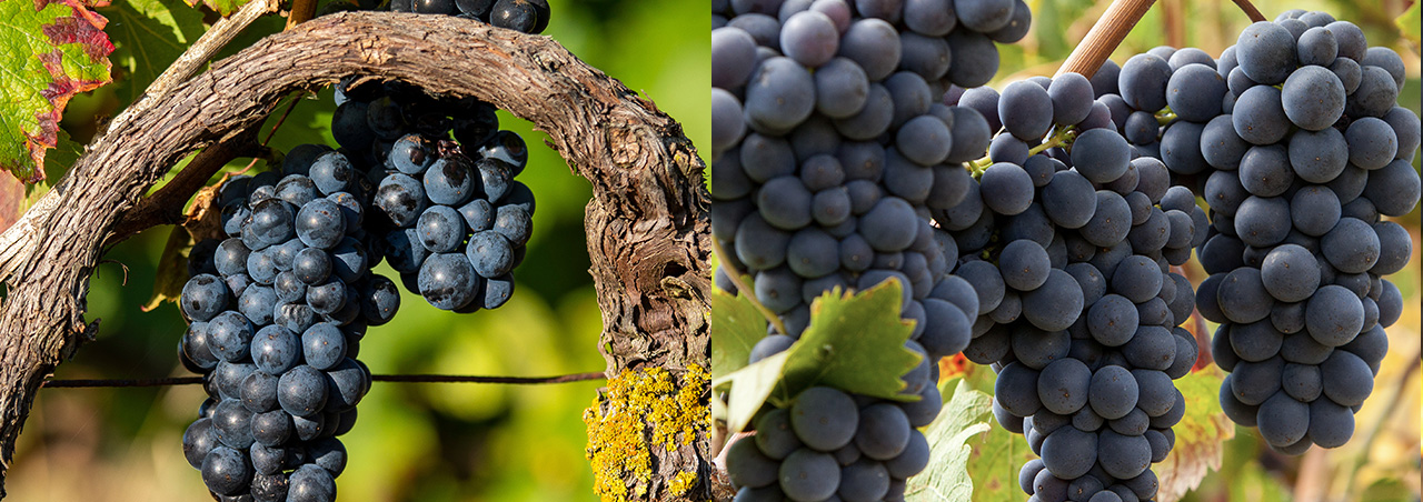 Gamay vs. Pinot Noir: Regionaler Underdog trifft auf Burgund Ikone