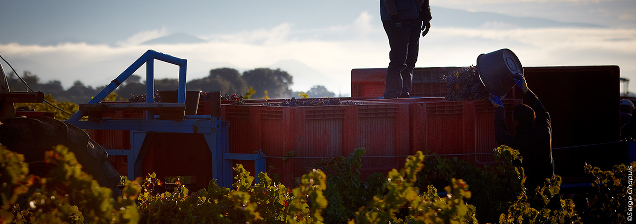 Weinlese von Château Beaucastel in den Weinbergen der Rhône