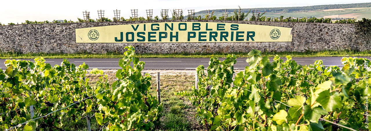 © Joseph Perrier - Michaël BOUDOT, Weinreben vom Maison de Champagne Joseph Perrier 