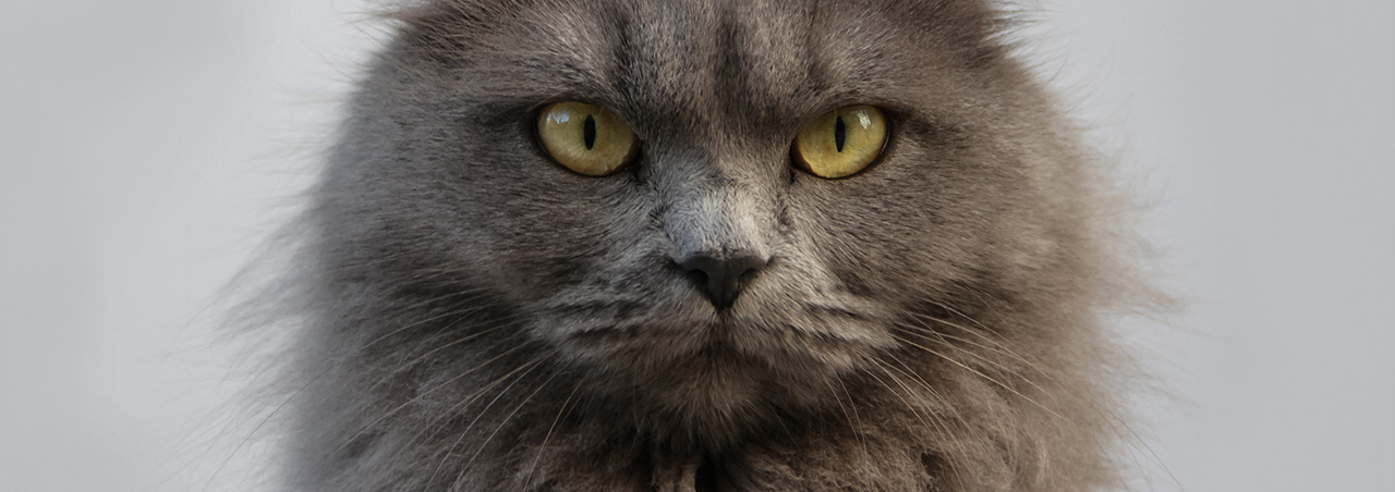 Mürrisch blickendender grauer Kater als Symbol für Hangover nach sogenanntem Wein ohne Sulfite