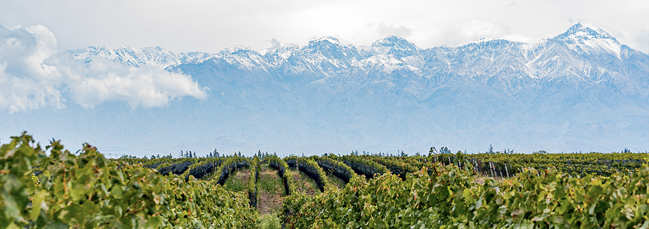 Malbec: Argentinische Weltklasse aus den Höhenlagen von Mendoza