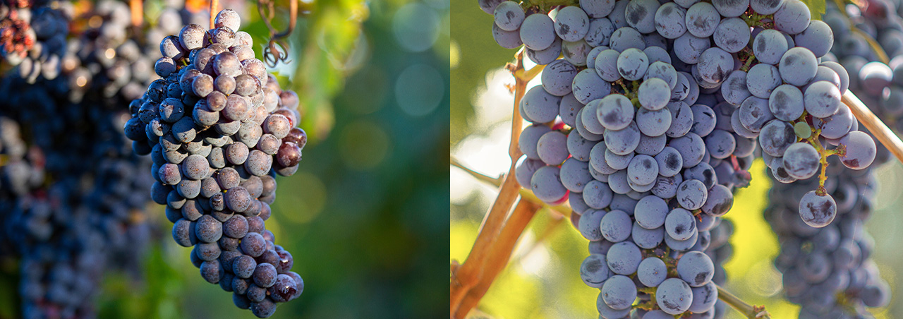 Malbec vs Cabernet Sauvignon