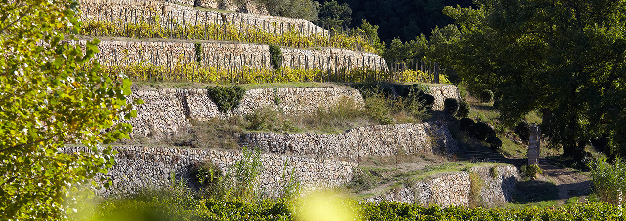 Miraval Weinberg-Terassen im südfranzösischen Anbaugebiet Côtes-de-Provence