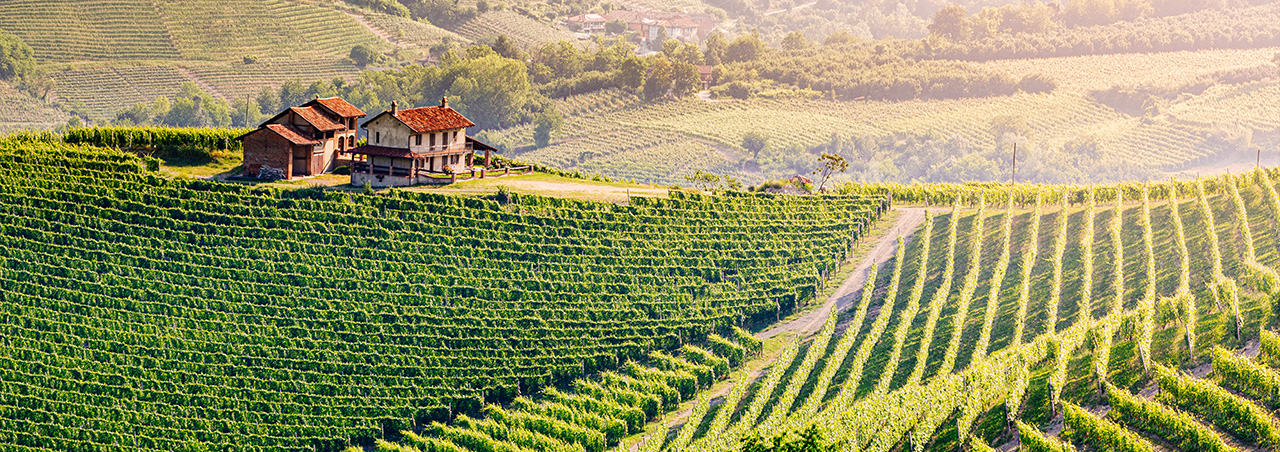 Weinberge im Piemont, 2025
