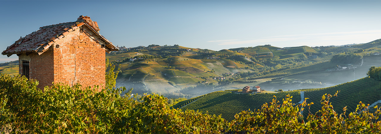 Weinberge in der Langhe-Region im Piemont im Sommer