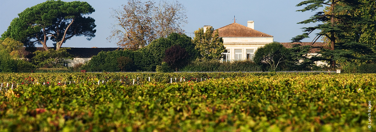 Die Weinregion Pauillac: Juwel des Bordeaux