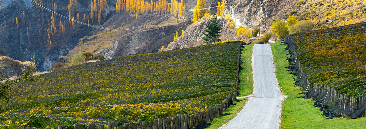 Spektakuläre Pinot Noir Weinberge im neuseelänidschen Otago