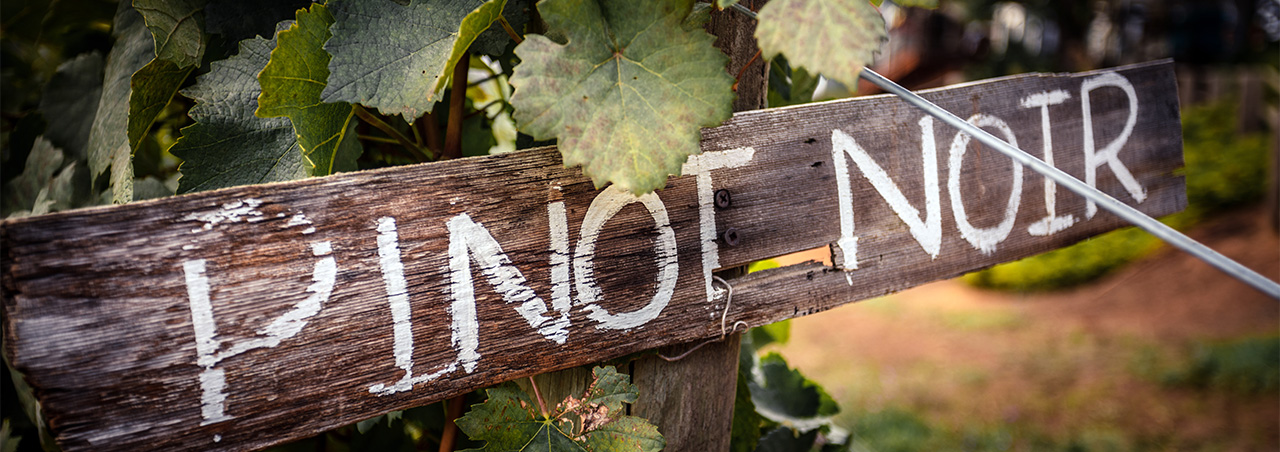 Nahaufnahme von Pinot Noir Holzschild im Weinberg