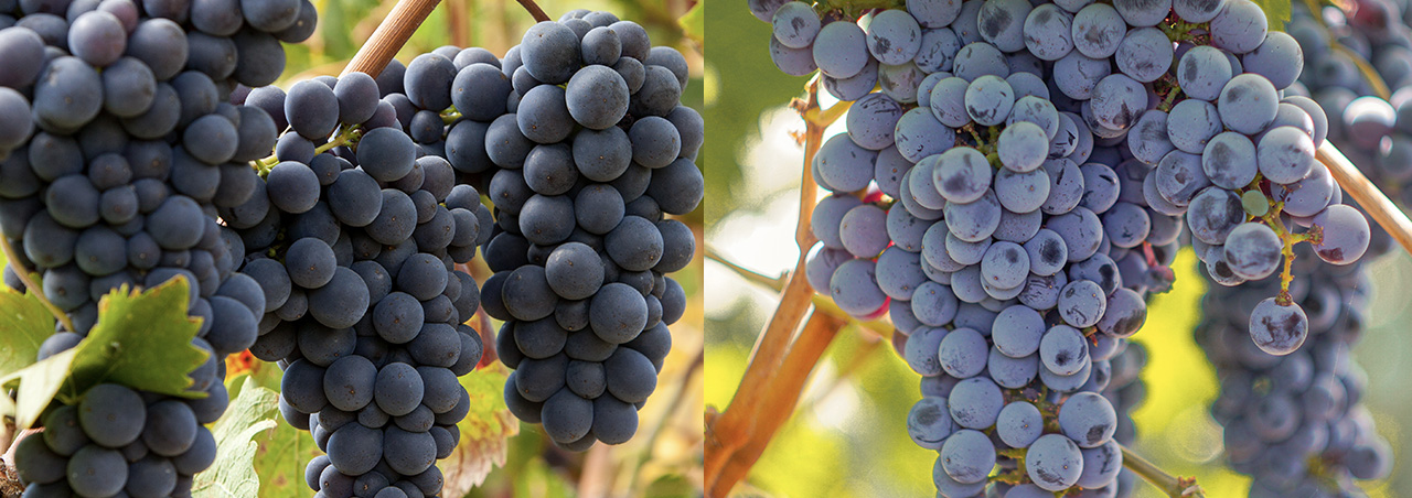 pinot noir cabernet sauvignon