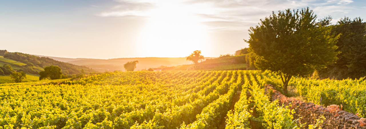 Weinberg in Pommard, Burgund