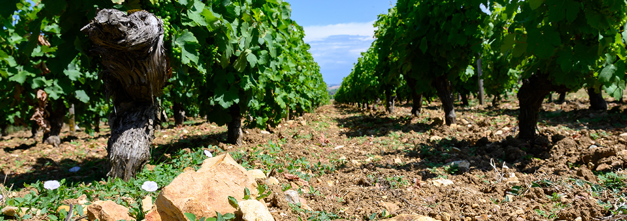 Bodenprobe mit Feuerstein in den Weinbergen der Loire-Appellation Pouilly-Fumé