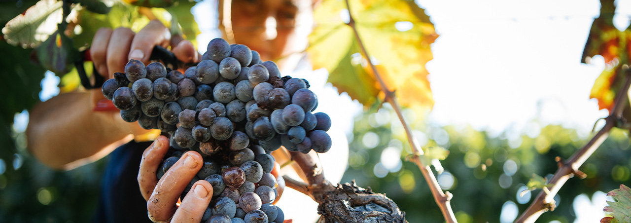 Weinlese in Weinberg im sizilianischen Etna, Italien