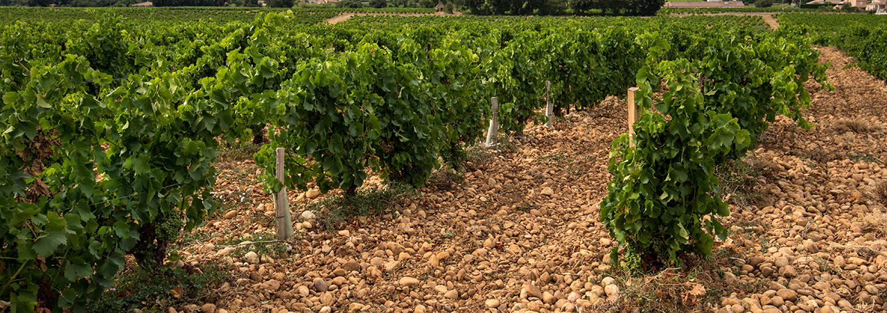 Weinberg im Châteauneuf-du-Pape, die charakteristischen Galets Roulets sind klar sichtbar