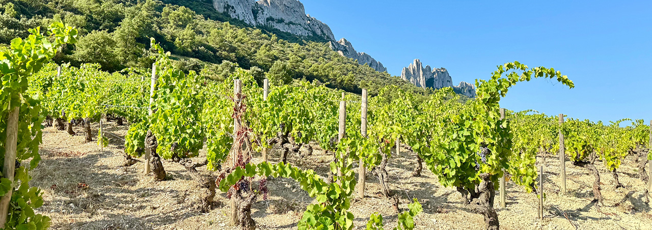 Bick au die Dentelles de Montmirail im südfranzösischen Départemetn Vaucluse, im Vordergrund Weinreben