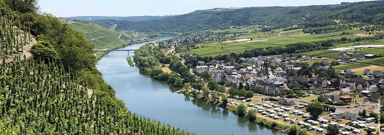 Der Riesling: Aushängeschild des deutschen Weinbaus