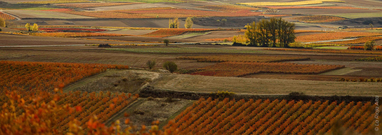 Rioja: Spaniens Rotwein-Ikone zwischen Tradition und Moderne
