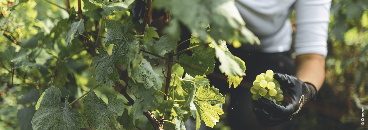 © Ruinart - Mathieu BONNEVIE, manuelle Weinlese von Chardonnay-Trauben