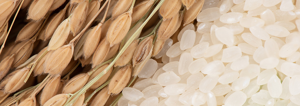 Une photo de grains de riz. 