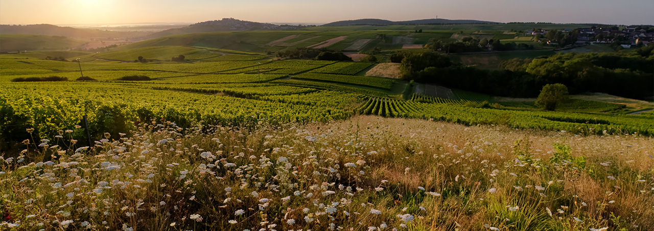 Weinberg in Sancerre im französischen Loiretal