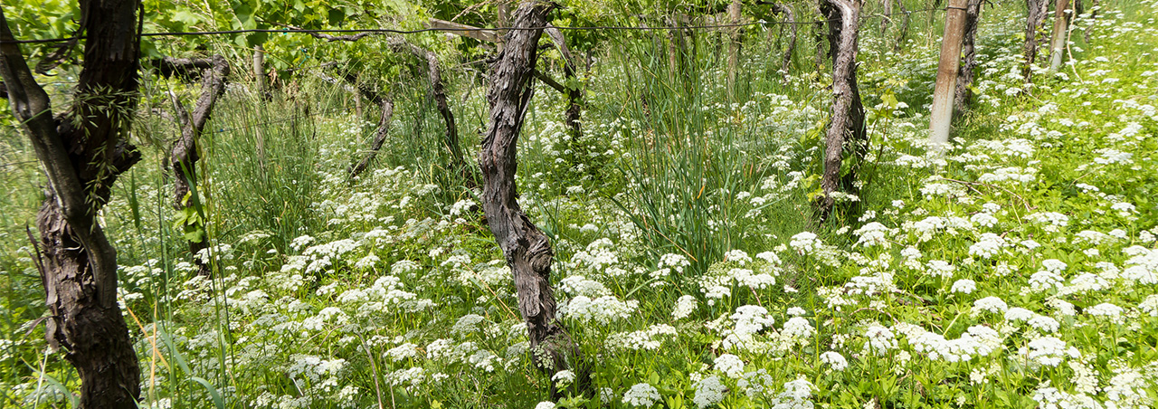 Weinreben umgeben von Blumen