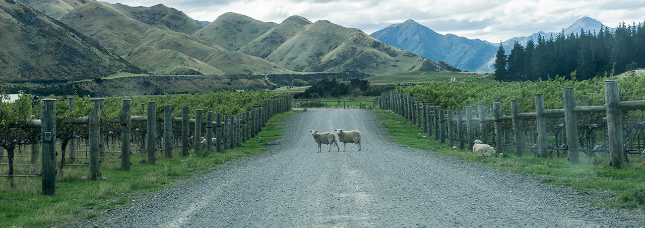 Schafe überqueren Strasse zwischen Weinbergen in Marlborough, Neuseeland