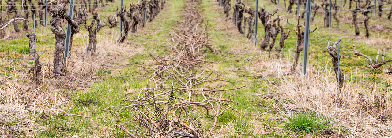 Weinreben nach Rebschnitt im Weinberg; junges, Holz nach dem Rebschnitt liegt auf grasbedecktem Boden